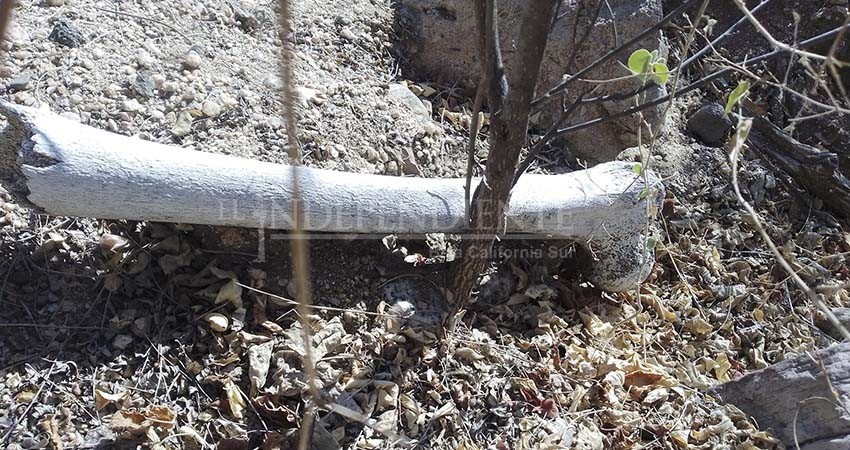 Suman trece fosas y seis las osamentas localizadas en Comondú