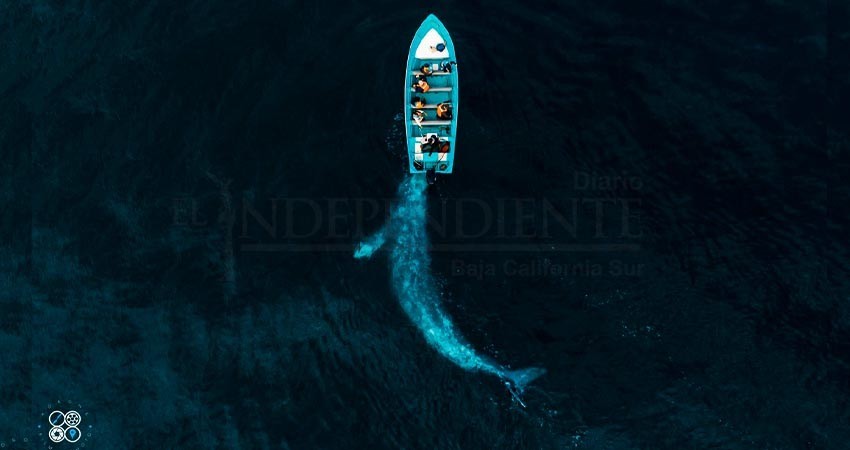 Con increíble foto de ballena gris en BCS,  fotógrafo logra victoria en concurso internacional