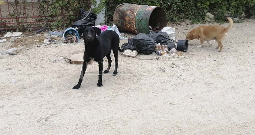 Refugio rescata hasta cuatro perritos de la calle al día