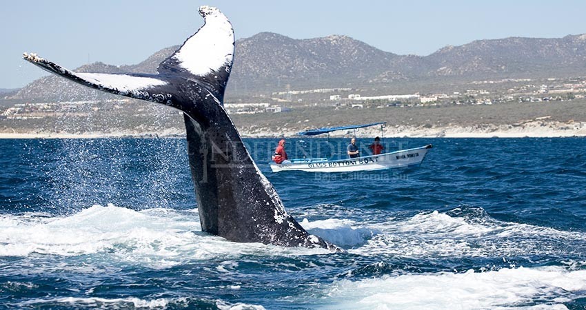 BCS presente en Tianguis Turístico: SETUE