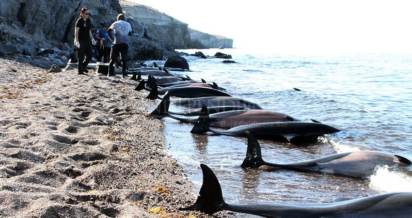 Investigan mortandad de decenas de delfines en la bahía de La Paz
