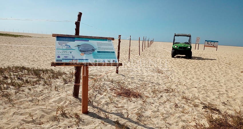 Este 2022 aumenta la anidación del Gallito Marino en el Estero de SJC