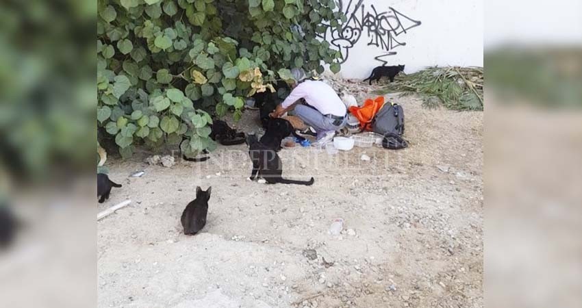 Se han rescatado al menos 40 gatos silvestres en The Place At Cabo