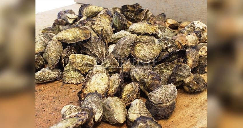 En marcha parque acuícola en laguna ojo de liebre