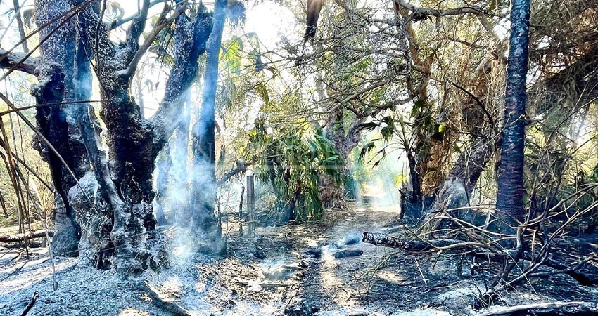 Incendio en palmares Santa Rosa fue provocado, se perdieron 16 hectáreas de flora y fauna