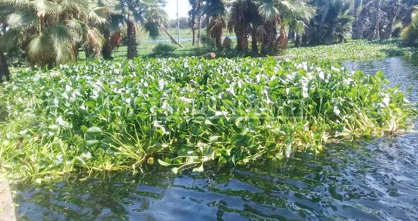 Lirio acuático causa grandes afectaciones a Estero Josefino