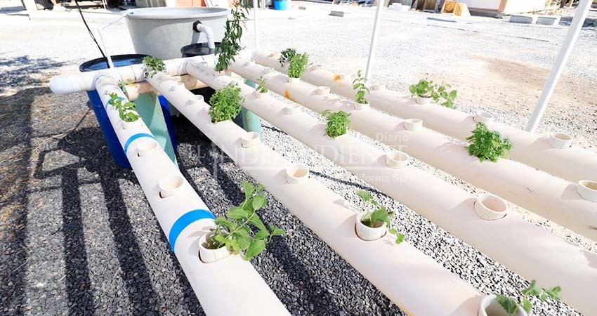 Trabaja UABCS en proyecto comunitario de acuaponia