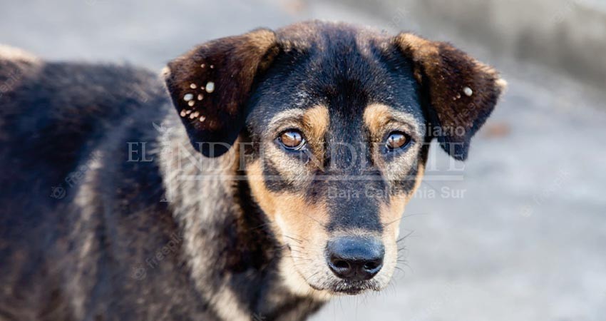 Vista Hermosa y La Ballena, colonias con mayor cantidad de perros callejeros
