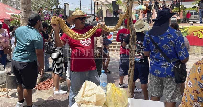 Tras dos años de ausencia, se celebra el XIV Festival del Mango en Todos Santos