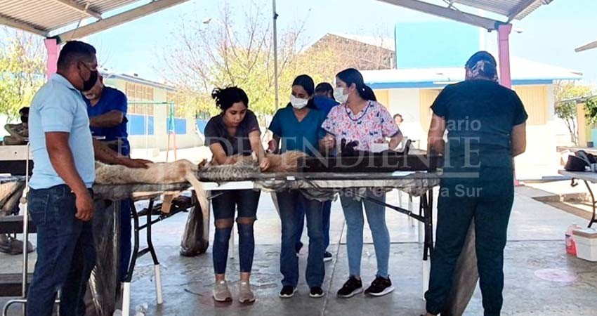 Hoy viernes realizarán campaña de esterilización canina y felina en El Centenario