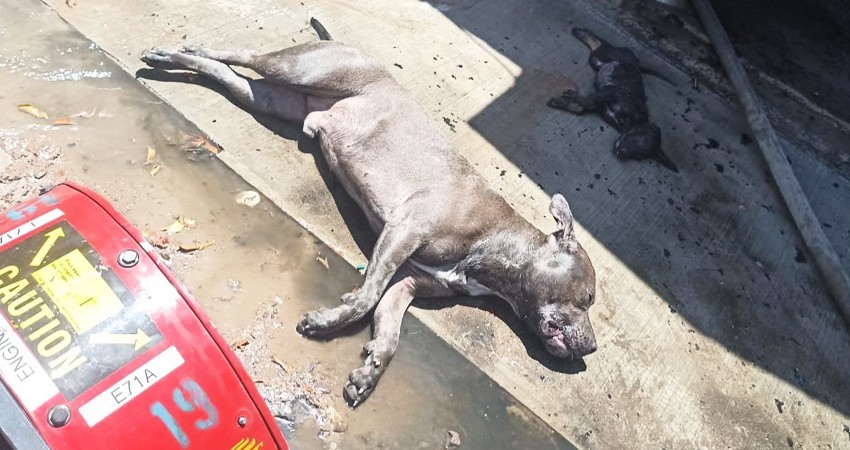Mueren dos perros tras incendio en una casa