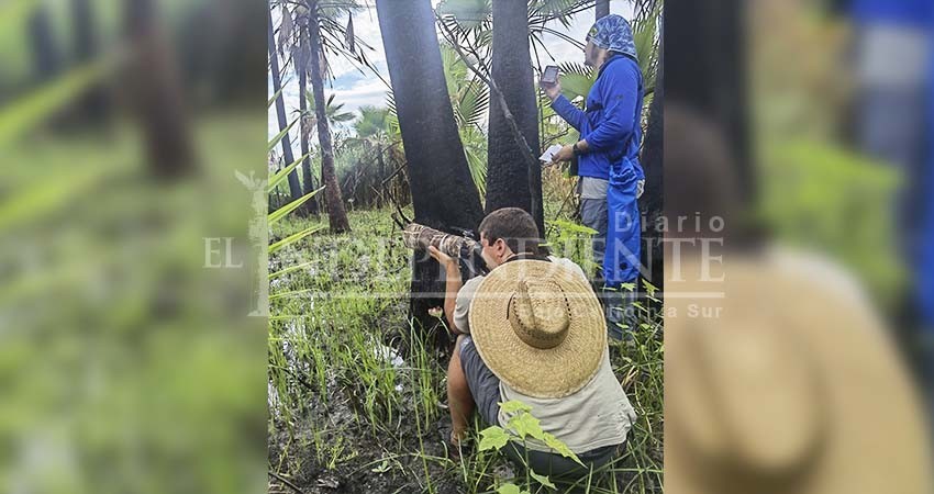 Grupo de investigación de UABCS Los Cabos realiza muestreo de la “Mascarita Peninsular” en comunidades del sur del estado