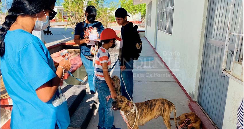 Son atendidas 70 mascotas en Campaña de Esterilización en El Centenario