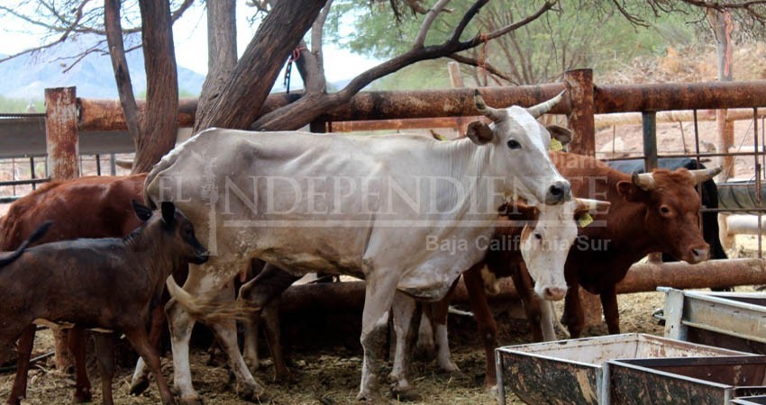 A través de un proyecto estratégico, buscan elevar la calidad de vida en San Francisco de La Sierra