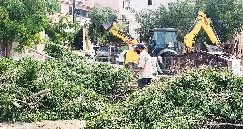 Realiza Servicios Públicos La Paz jornada de poda en la colonia Solidaridad