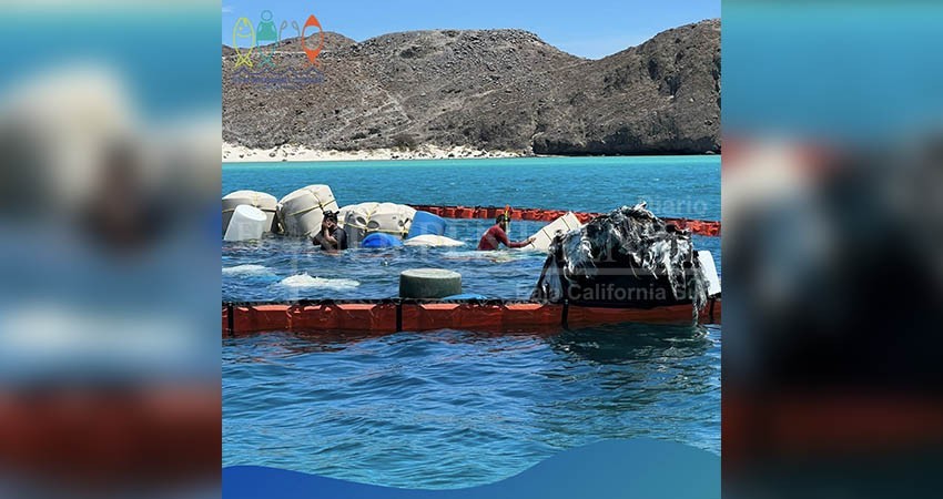 Continúan acciones de monitoreo y limpieza de playa Balandra