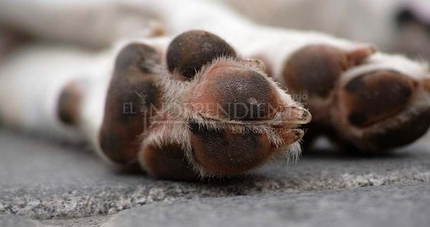 Un hombre le prendió fuego a dos cachorros en SJC; exigen justicia