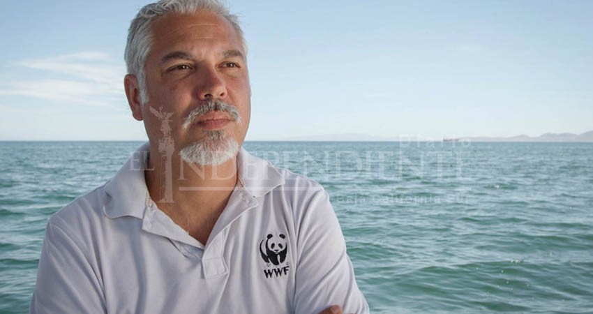Se lograron 1.8 MDP para cuidar áreas naturales del tiburón ballena en BCS: WWF