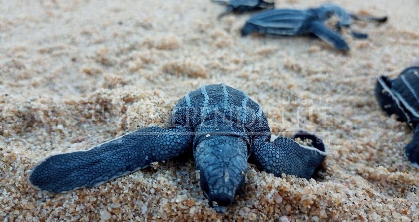 9 mil tortugas han liberado en Los Cabos en lo que va de la temporada de anidación