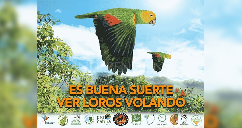 Promueven en Los cabos iniciativa de protección de Loros