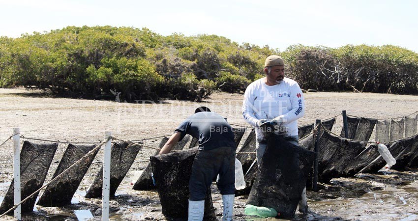 Aplica SEPADA programa a favor de uniones de productores acuícolas