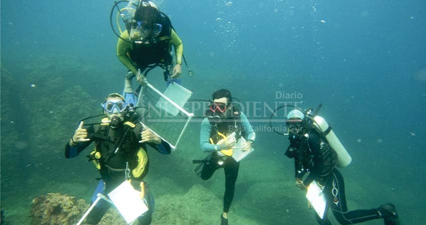 UABCS emite convocatoria de nuevo ingreso para Biología Marina en el periodo 2023-I