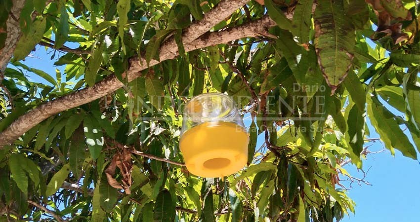 Gobierno estatal invierte 18 mdp en inspección y vigilancia por mosca de la fruta en el sur de BCS