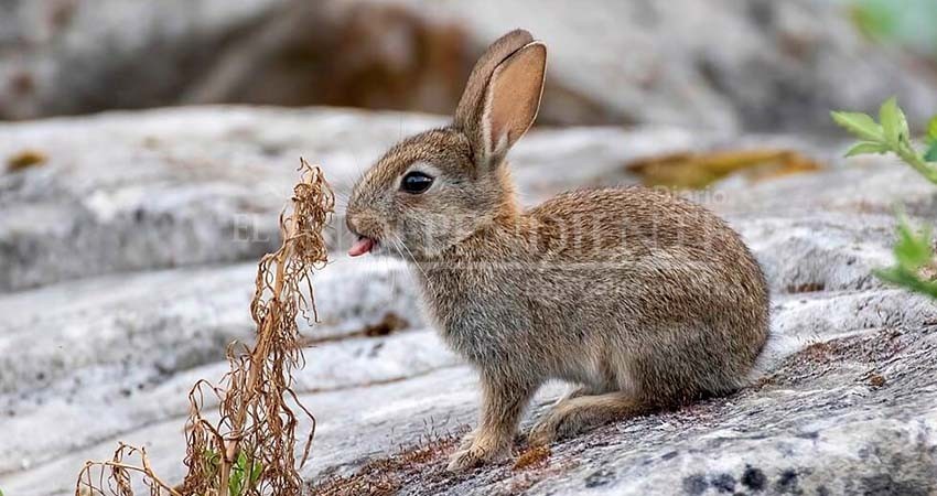 Presentarán billetes de la Lotería Nacional con flora y fauna de BCS