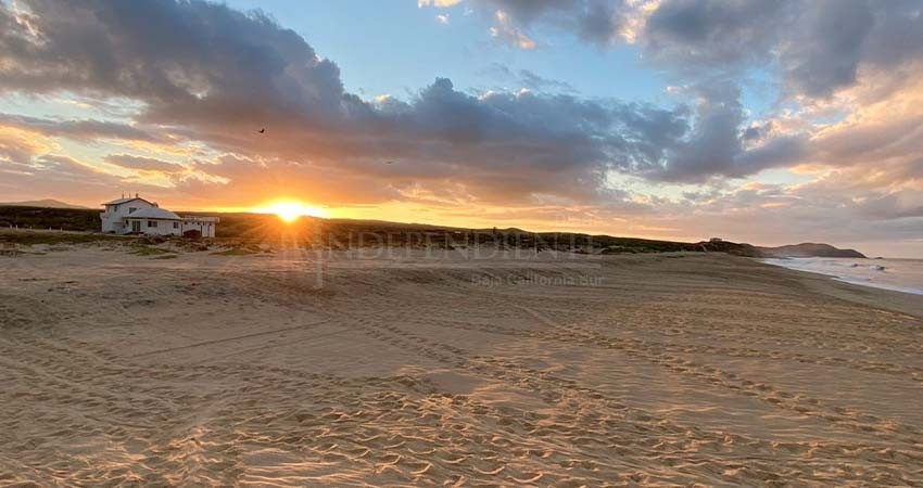 En Los Cabos se han protegido más de 5 mil 500 nidos de tortuga marina y se han liberado 20 mil crías
