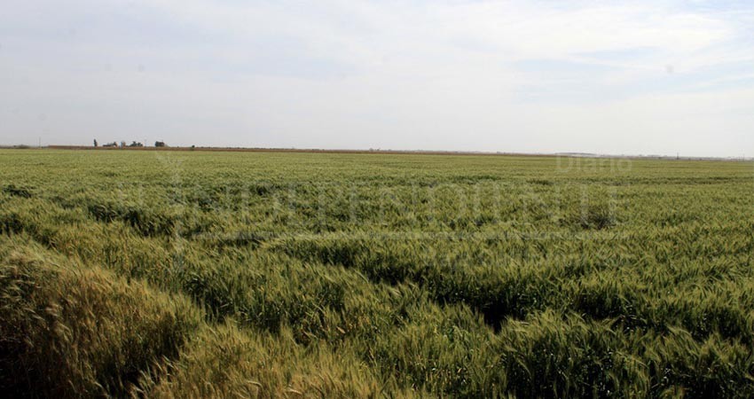 Inician productores del Valle de Santo Domingo ciclo agrícola Otoño-Invierno