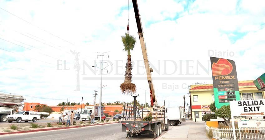 Inician las obras de reencarpetado y reforestación del bulevar Miguel Hidalgo y Costilla en CSL