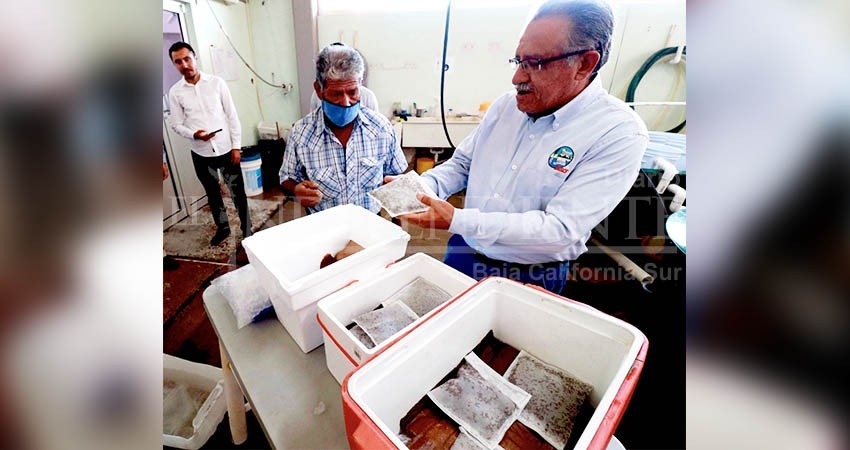 UABCS hace entrega de 500 mil semillas de ostión japonés a productores acuícolas de Comondú