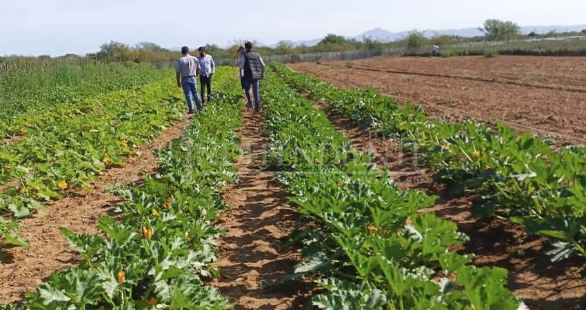 El Gobierno de Los Cabos está cumpliendo con el sector agrícola y ganadero; en apoyo a productores se han invertido $5.9 MDP en el 1er año de gestión
