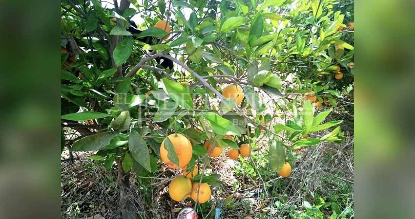 Registra Baja California Sur aumento en la producción de naranja en el 2022
