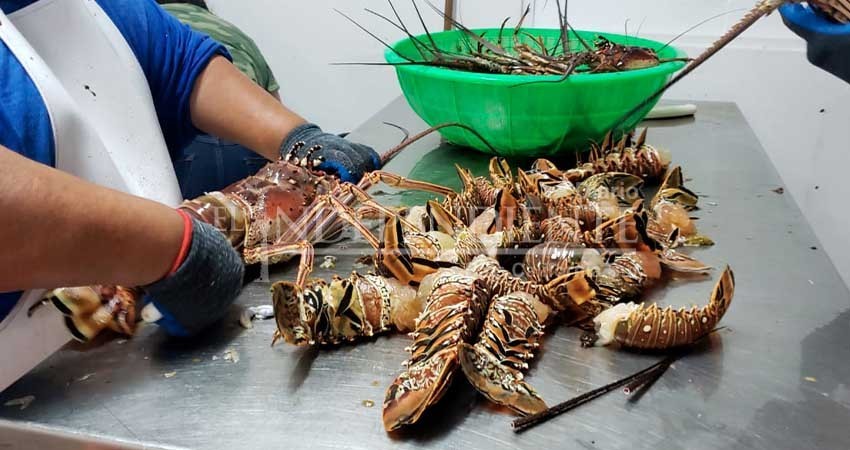 No ha logrado BCS recuperar precio de la langosta: SEPADA