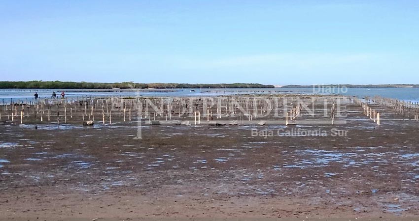 Impulsa gobierno de BCS, la acuacultura como factor de progreso y bienestar