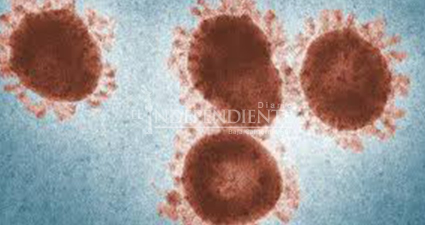 Resucitan virus 'zombie' que estuvo congelado 48 mil 500 años