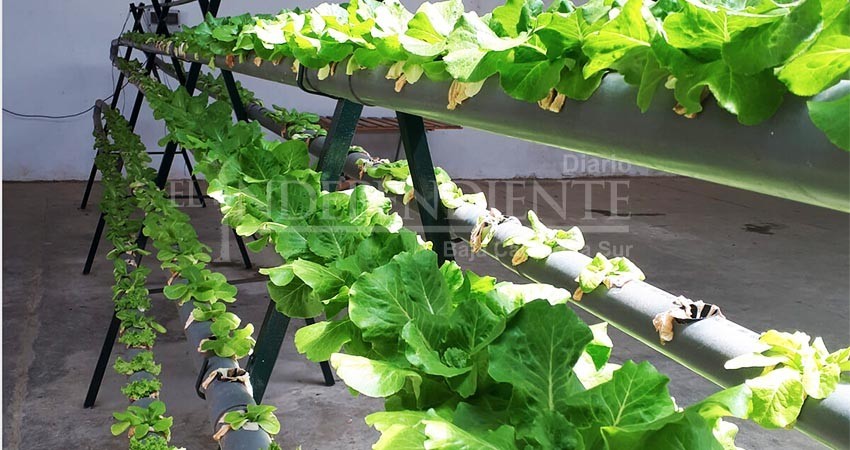 Acuaponia alternativa sustentable para la producción de peces y plantas en BCS