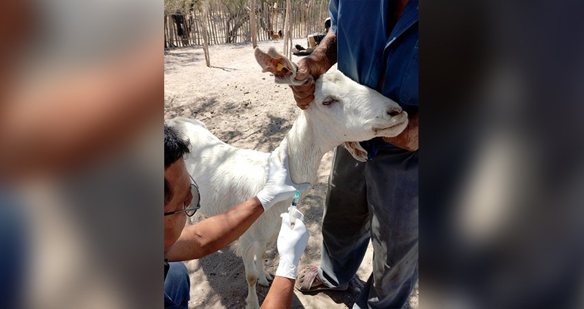Brinda Apoyo el Ayuntamiento de La Paz a 150 ganaderos