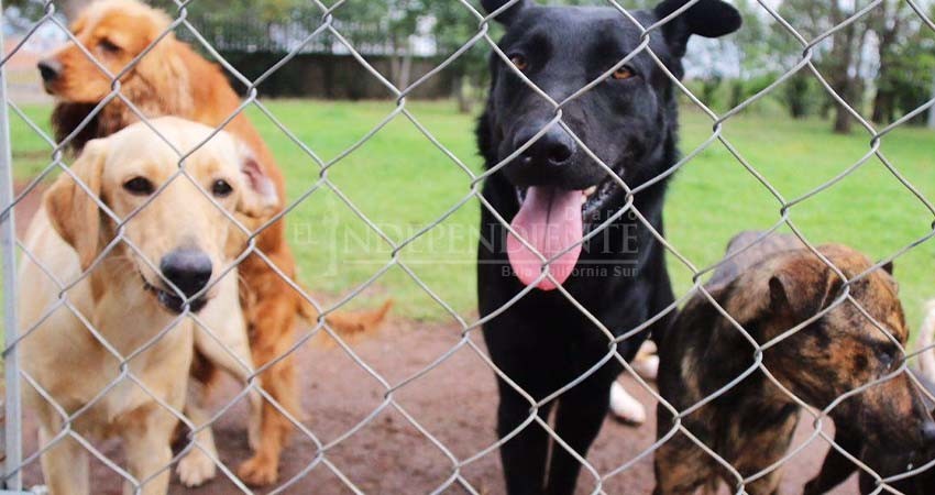 Listo el anteproyecto de un Centro de Atención Canina Municipal en Los Cabos