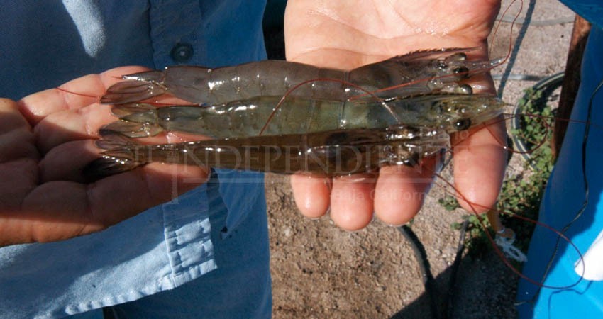 El Centro de Investigaciones Biológicas del Noroeste, obtiene nueva patente