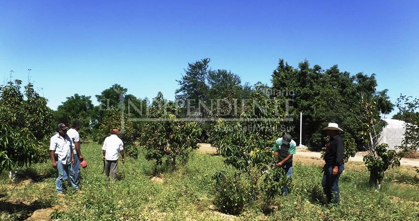 Cerrará CEPROVEG con producción de más de 20 mil plantas el 2022