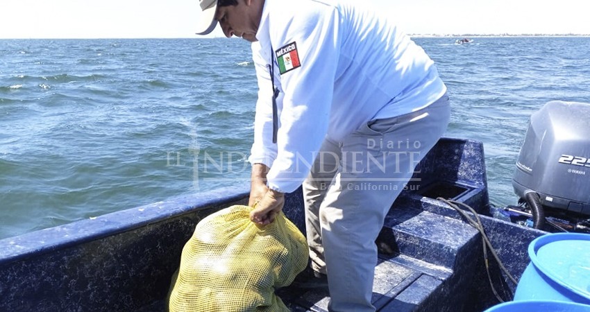 Mediante operativo son devueltas 15 toneladas de almeja catarina al mar en Comondú