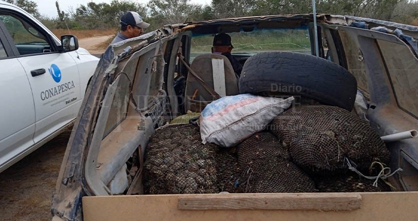Refuerzan vigilancia para garantizar respeto a la veda de almeja Catarina
