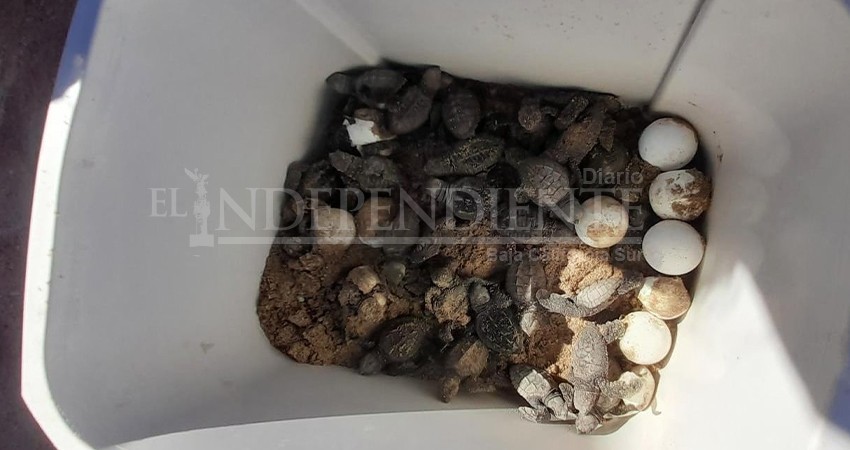 Policía Municipal resguarda huevos eclosionados en el malecón de La Paz