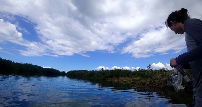 La importancia de los humedales en la Ensenada de La Paz