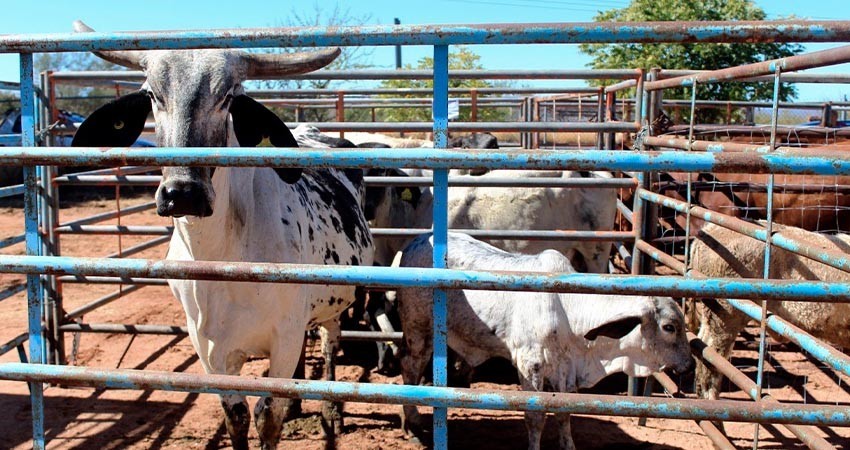 Inician mesas para impulsar el empleo en Santa Rosalía y Loreto: SNE BCS