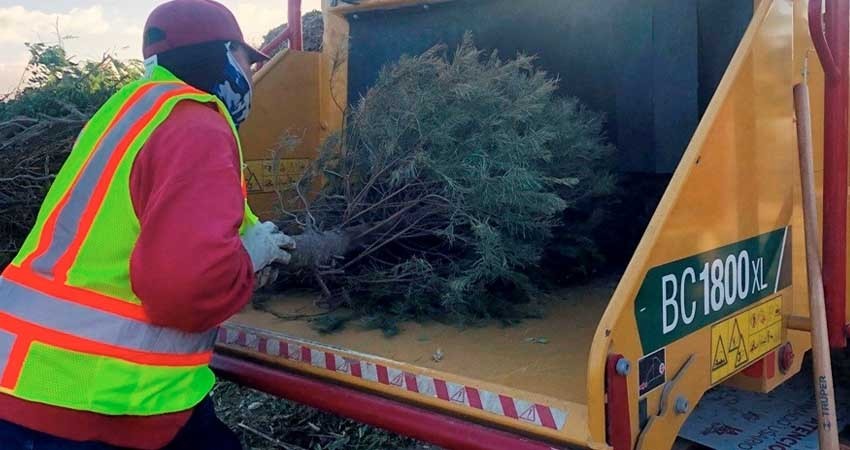 90 árboles de navidad se han recibido para ser triturados en el Eco Parque