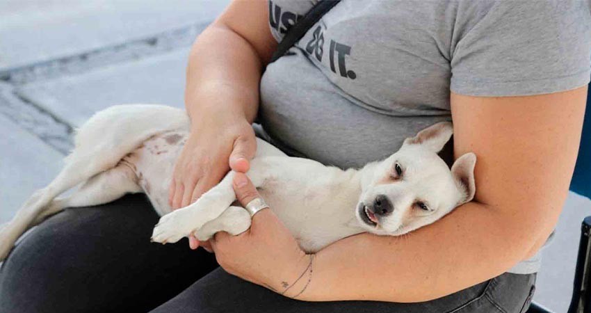 Realiza CEMAC “Campaña de Esterilización” en Las Pocitas