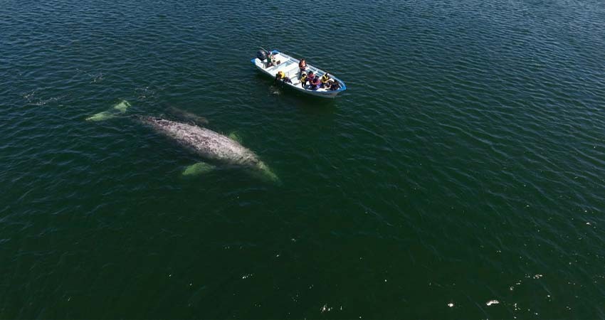 Este fin de semana inicia el Festival Internacional de la Ballena Gris en López Mateos